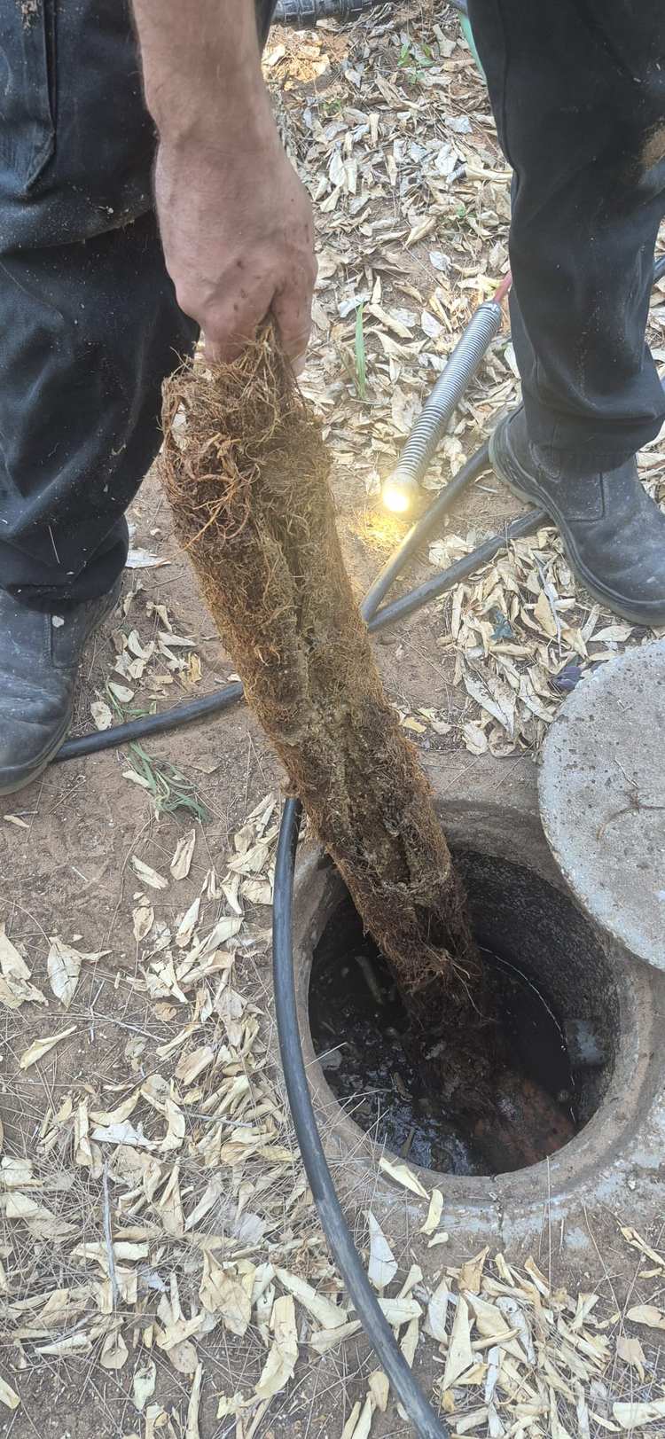 הוצאת מסת שורשים גדולה משוחת ביוב